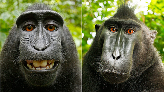 Monkey selfie Dispute